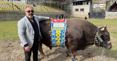 Ulaş Gülseçkin poses for a photo with his 800-kilogram bull Kadıköy Boğası, Artvın, Türkiye, April 8, 2025. (IHA Photo)