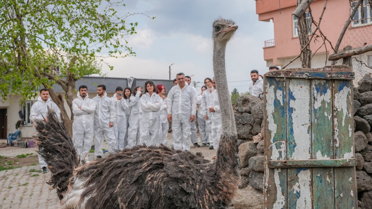 Hüdhüd the ostrich undergoes a health check by the veterinary team, Diyarbakır, Türkiye, April 10, 2025. (AA Photo)