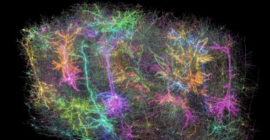 This image provided by the Allen Institute on April 8, 2025, shows a digital representation of neurons in a section of a mouse&#039;s brain, part of a project to create the largest map to date of brain wiring and function, in Seattle, Washington, U.S. (AP Photo)