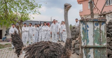 Hüdhüd the ostrich undergoes a health check by the veterinary team, Diyarbakır, Türkiye, April 10, 2025. (AA Photo)