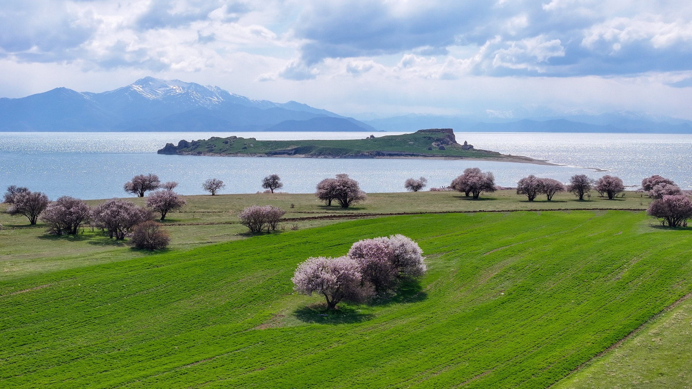 Almond trees bloom on Çarpanak Island, Van, eastern Türkiye, April 13, 2025. (AA Photo)
