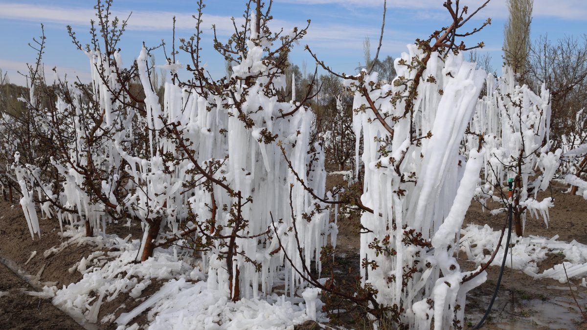 A general view of apple trees covered in frost, Kayseri, central Türkiye, April 12, 2025. (IHA Photo)