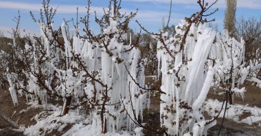 A general view of apple trees covered in frost, Kayseri, central Türkiye, April 12, 2025. (IHA Photo)