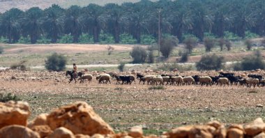 An Israeli settler herds a flock near the Bedouin community of al-Auja west of Jericho in the Israel-occupied West Bank, Palestine, March 16, 2025. (AFP Photo)