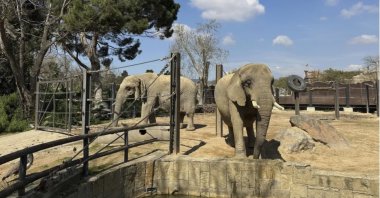Two old African elephants Bully, left, and Susi, stand inside the Barcelona Zoo in Spain, March 27, 2025. (AP Photo)