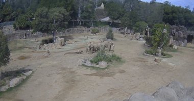 This image taken from a video released by the San Diego Zoo Wildlife Alliance shows a herd of elephants forming a circle to shield two calves, Zuli and Mkhaya, during an earthquake, San Diego Zoo Safari Park, Escondido, California, U.S., April 14, 2025. (AP Photo)