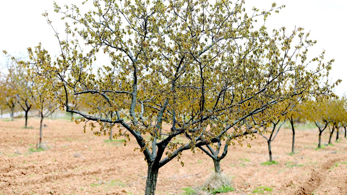 Apricot trees are seen after a severe frost in Malatya, eastern Türkiye, April 14, 2025. (AA Photo)