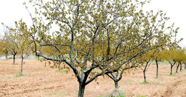 Apricot trees are seen after a severe frost in Malatya, eastern Türkiye, April 14, 2025. (AA Photo)