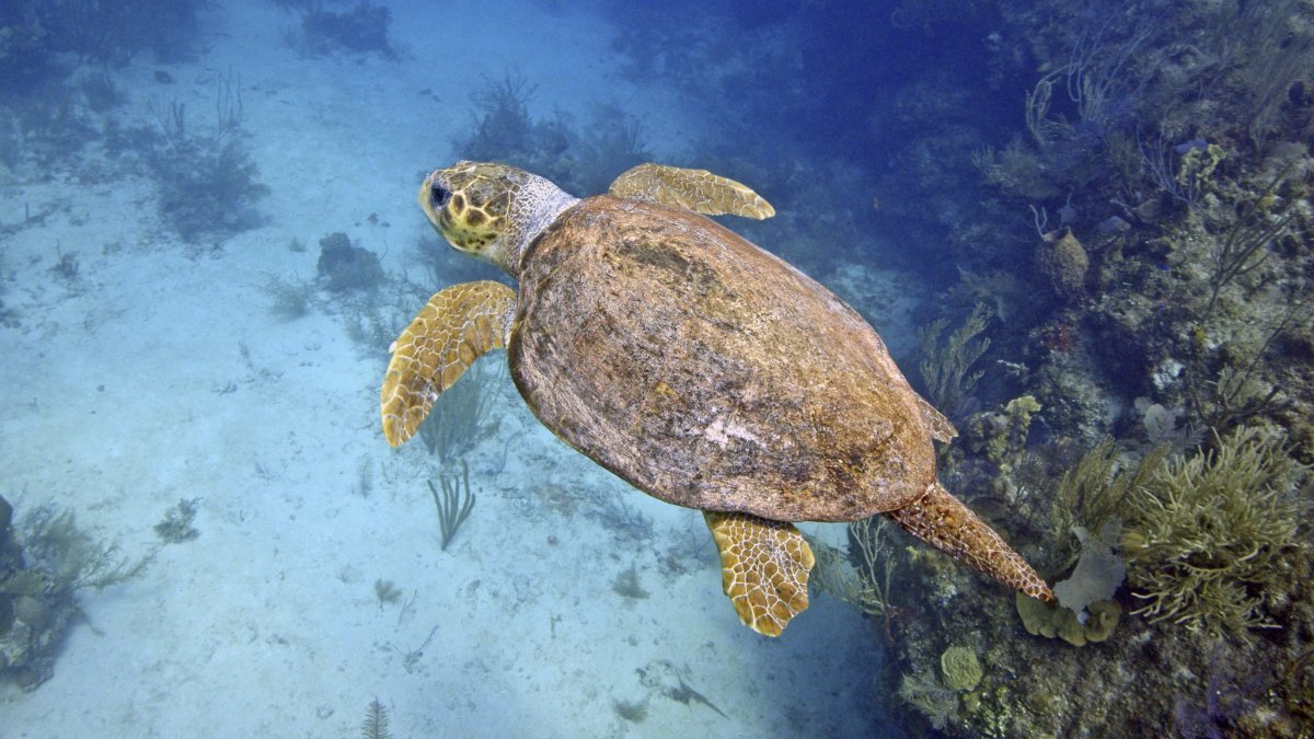 This photo provided by the Oceanic Soceity shows a loggerhead turtle underwater in Belize in 2021. (AP Photo)