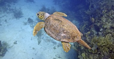 This photo provided by the Oceanic Soceity shows a loggerhead turtle underwater in Belize in 2021. (AP Photo)