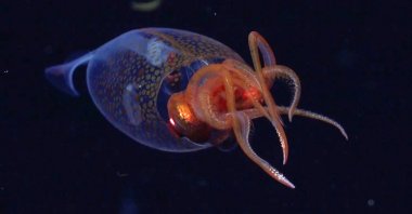 A colossal squid, or Mesonychoteuthis hamiltoni, is spotted in its natural habitat, during an Ocean Census flagship expedition in the South Sandwich Islands in the South Atlantic Ocean, March 9, 2025. (AP Photo)