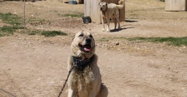 A Kangal dog sits in the sun, Sivas, Türkiye, April 20, 2025. (IHA Photo)