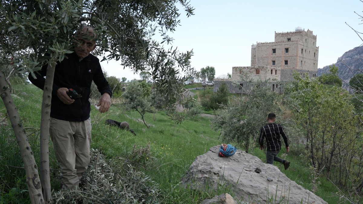 Petrus Karatay (L) tends to an olive grove at his village on the skirts of Mount Cudi in eastern Şırnak province, Türkiye, April 21, 2025. (AA Photo)