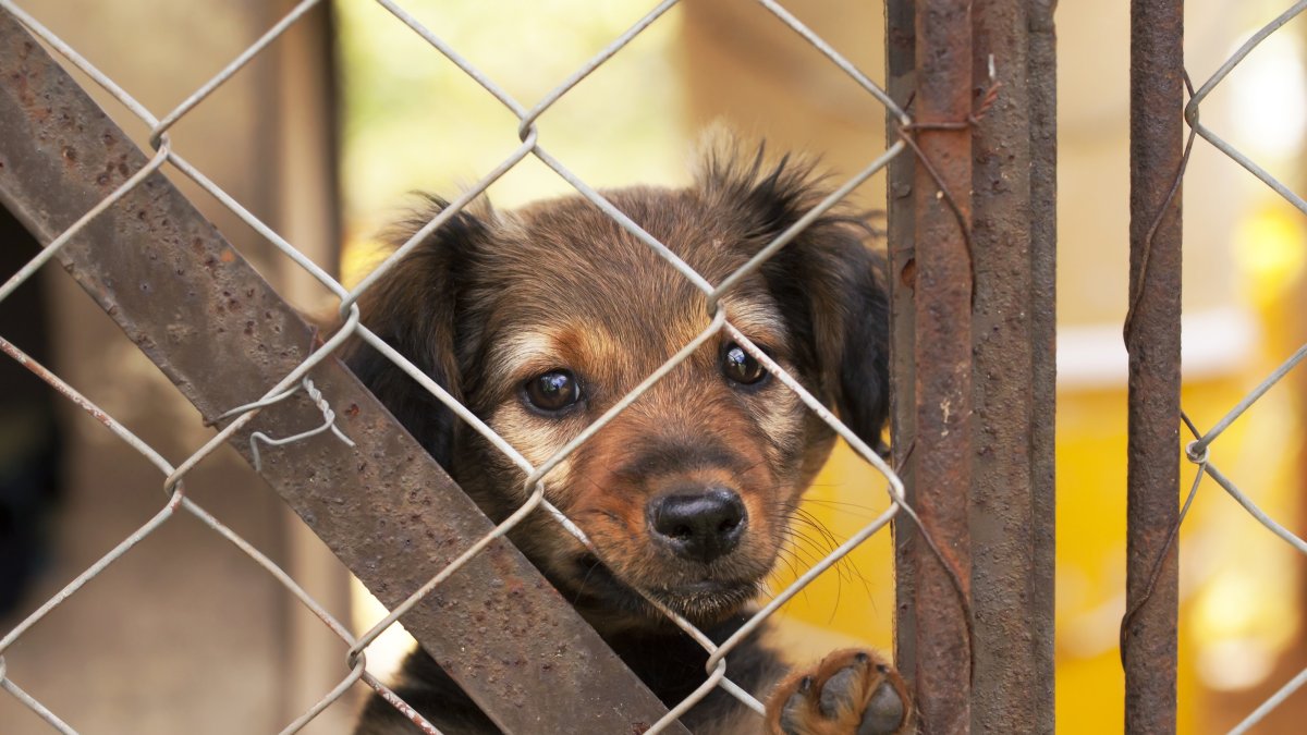 An abandoned puppy looks out through the cracks of a fence. (Shutterstock Photo)