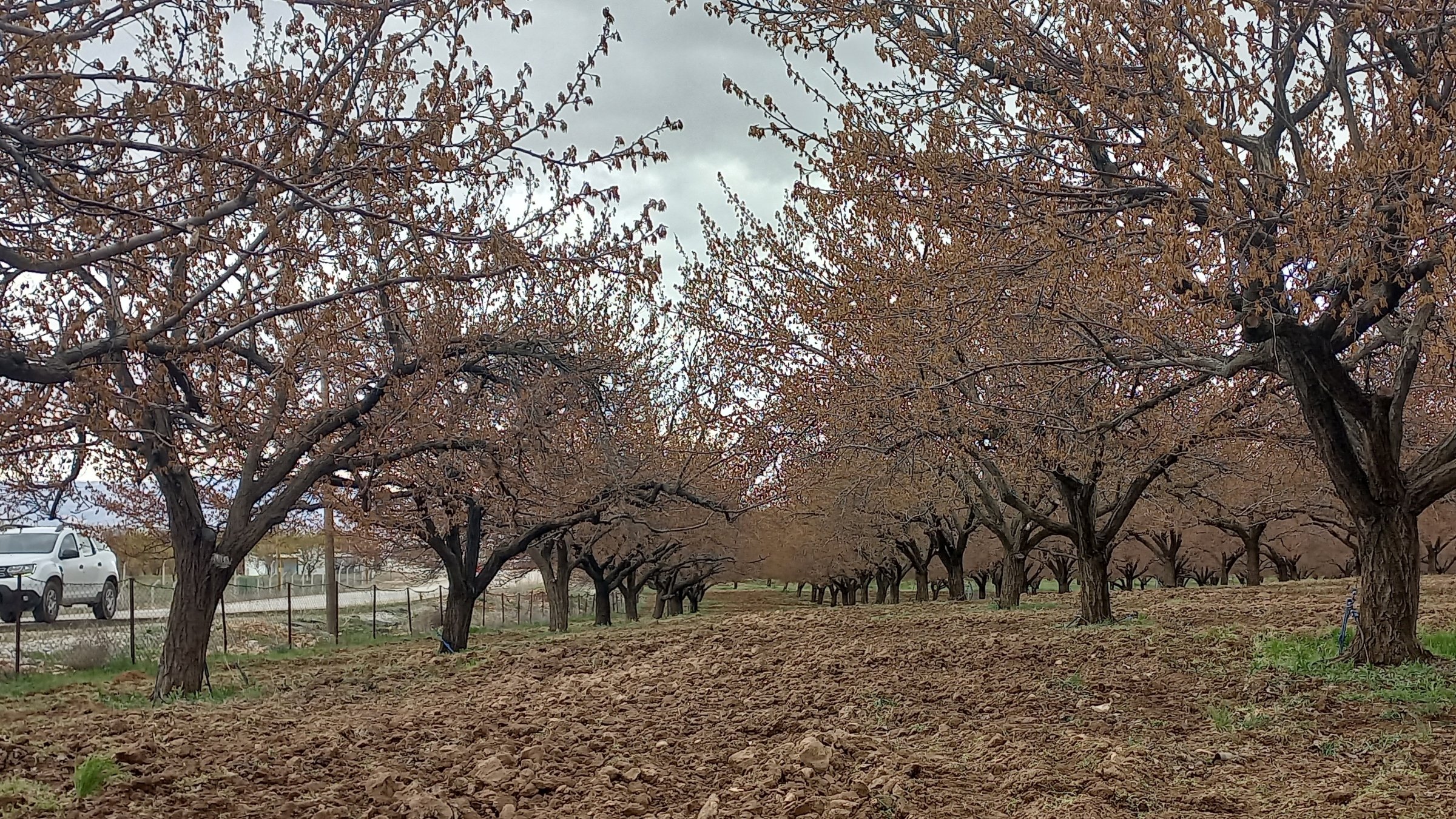 Apricot trees are seen after a severe frost in Malatya, eastern Türkiye, April 14, 2025. (DHA Photo)