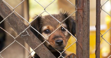An abandoned puppy looks out through the cracks of a fence. (Shutterstock Photo)