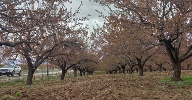 Apricot trees are seen after a severe frost in Malatya, eastern Türkiye, April 14, 2025. (DHA Photo)