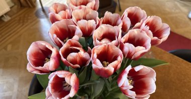 A special tulip variety cultivated in the Netherlands has been named &quot;Anadolu&quot; to symbolize Türkiye&#039;s cultural and historical heritage, The Hague, Netherlands, April 23, 2025. (AA Photo)