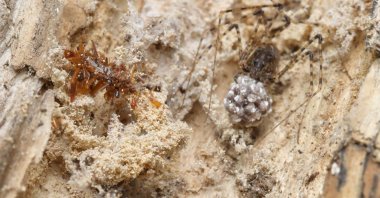 This photo provided by Daniel Rubinoff in April 2025 shows a new species of carnivorous caterpillar (L) which uses a protective case made with insect parts, near a spider on Oahu, Hawaii. (AP Photo)