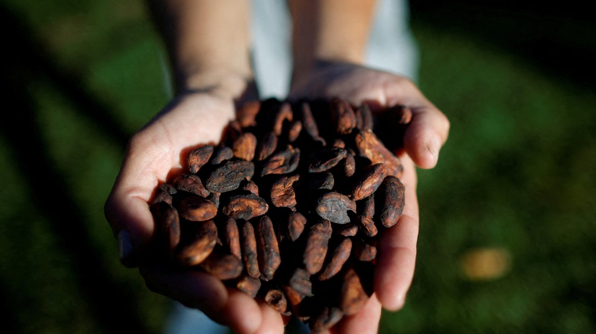 Marlene do Nascimento, a smaller-scale artisanal producer from Cacau Candango, holds dried cocoa beans in her farm, Brasilia, Brazil, May 7, 2024. (Reuters Photo)