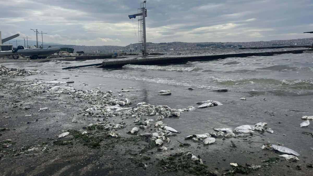 A view of dead fish washed ashore in the Gulf of Izmir, Izmir, western Türkiye, Jan. 31, 2025. (Sabah Photo)