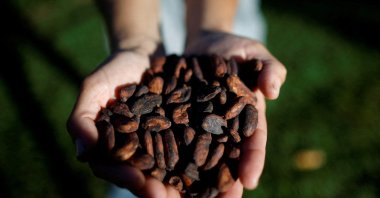 Marlene do Nascimento, a smaller-scale artisanal producer from Cacau Candango, holds dried cocoa beans in her farm, Brasilia, Brazil, May 7, 2024. (Reuters Photo)