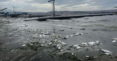 A view of dead fish washed ashore in the Gulf of Izmir, Izmir, western Türkiye, Jan. 31, 2025. (Sabah Photo)