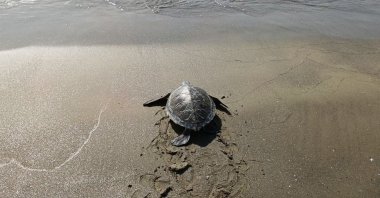 A sea turtle in the Kuşadası district of Aydın, Türkiye, April 18, 2025. (İHA File Photo)