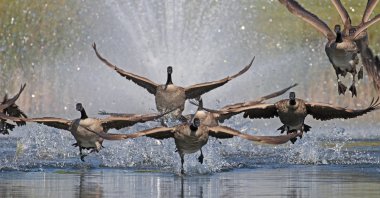 March through May marks the nesting season, during which geese become highly protective of their nests. (Getty Images)