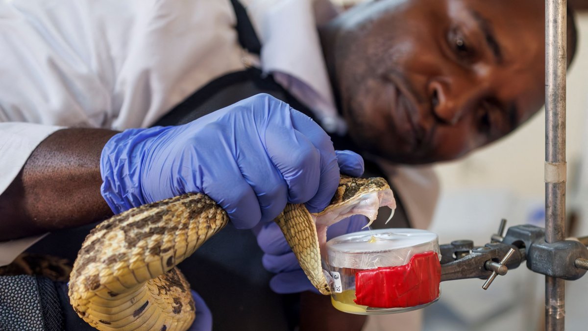 Head herpetologist Geofrey Maranga handles an African puff adder during an extraction of its venom to be used in research for the local production of antivenom at the Kenya Snakebite Research and Intervention Center within the Institute of Primate Research (KIPRE) in Nairobi, Kenya, March 7, 2025. (AFP Photo)