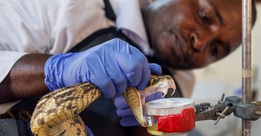 Head herpetologist Geofrey Maranga handles an African puff adder during an extraction of its venom to be used in research for the local production of antivenom at the Kenya Snakebite Research and Intervention Center within the Institute of Primate Research (KIPRE) in Nairobi, Kenya, March 7, 2025. (AFP Photo)