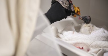 A king vulture feeds with the help of a vulture puppet at the Bronx Zoo, New York, U.S., Feb. 26, 2025. (AP Photo)