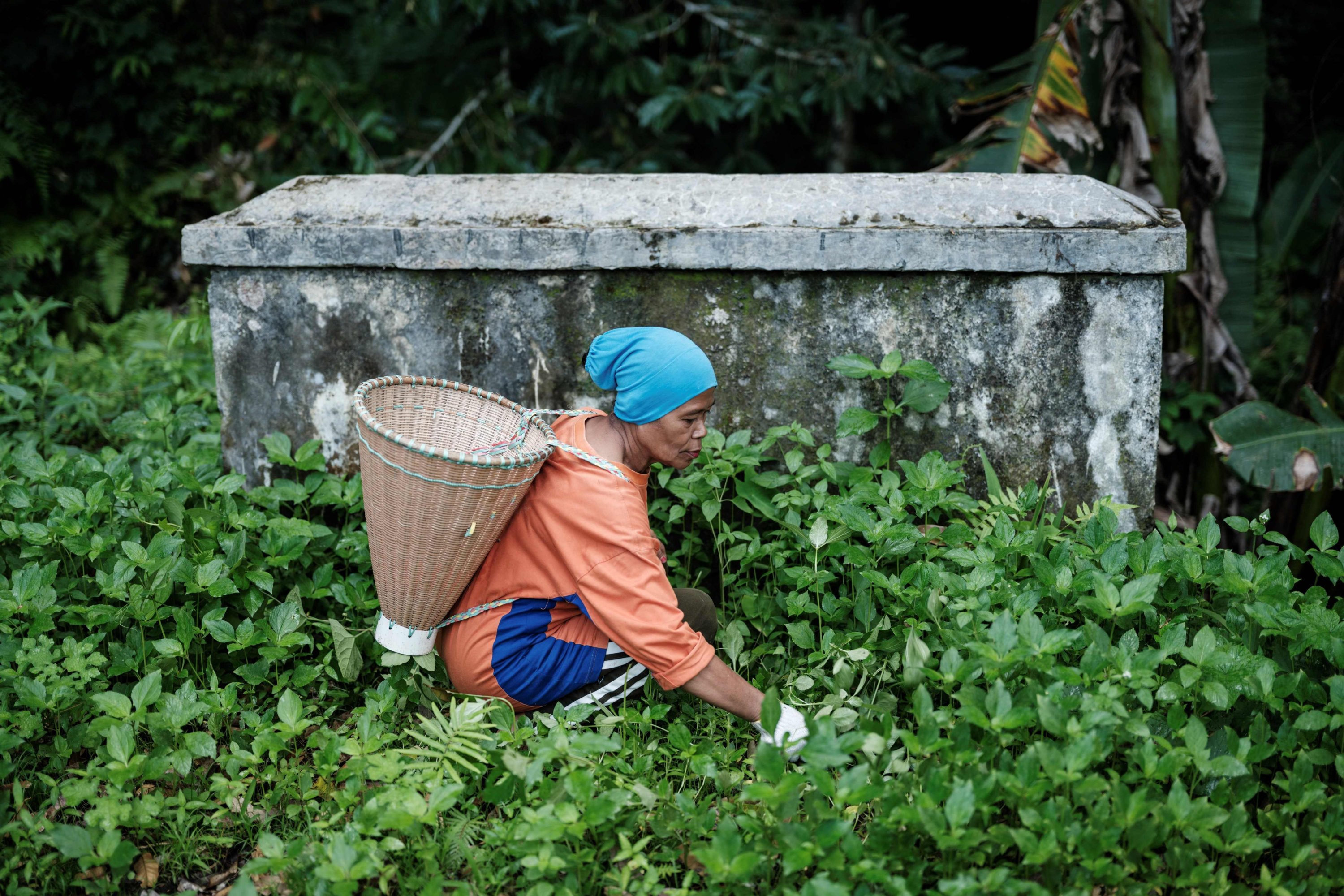 This photo shows Lakina, who owns 10 clove trees, using a machete to clear the ground, Ternate, North Maluku, Indonesia, April 11, 2025. (AFP Photo)