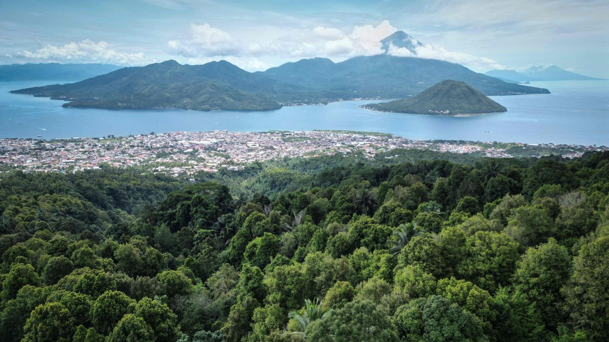 This photo shows an aerial view of a forest area with clove trees, Ternate, North Maluku, Indonesia, April 11, 2025. (AFP Photo)