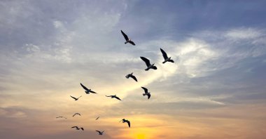 A flock of migratory birds soars through the sky under a dramatic cloud-filled background. (Shutterstock Photo)