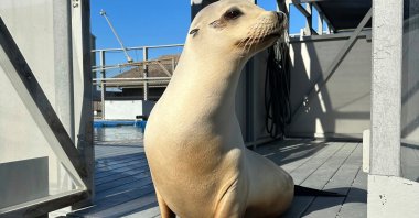 This photo provided by researchers shows California sea lion Ronan, under an NMFS 23554 permit in Santa Cruz, Calif., U.S., June 28, 2023. (AP Photo)