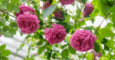 The rare Muhammediye rose is preserved in a greenhouse, Diyarbakır, southeastern Türkiye, May 12, 2025. (AA Photo)