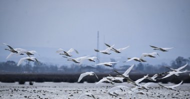 Migratory birds rest in the Kızılırmak Delta Bird Sanctuary during their journey along the migration route, Samsun, Türkiye, May 14, 2025. (AA Photo)