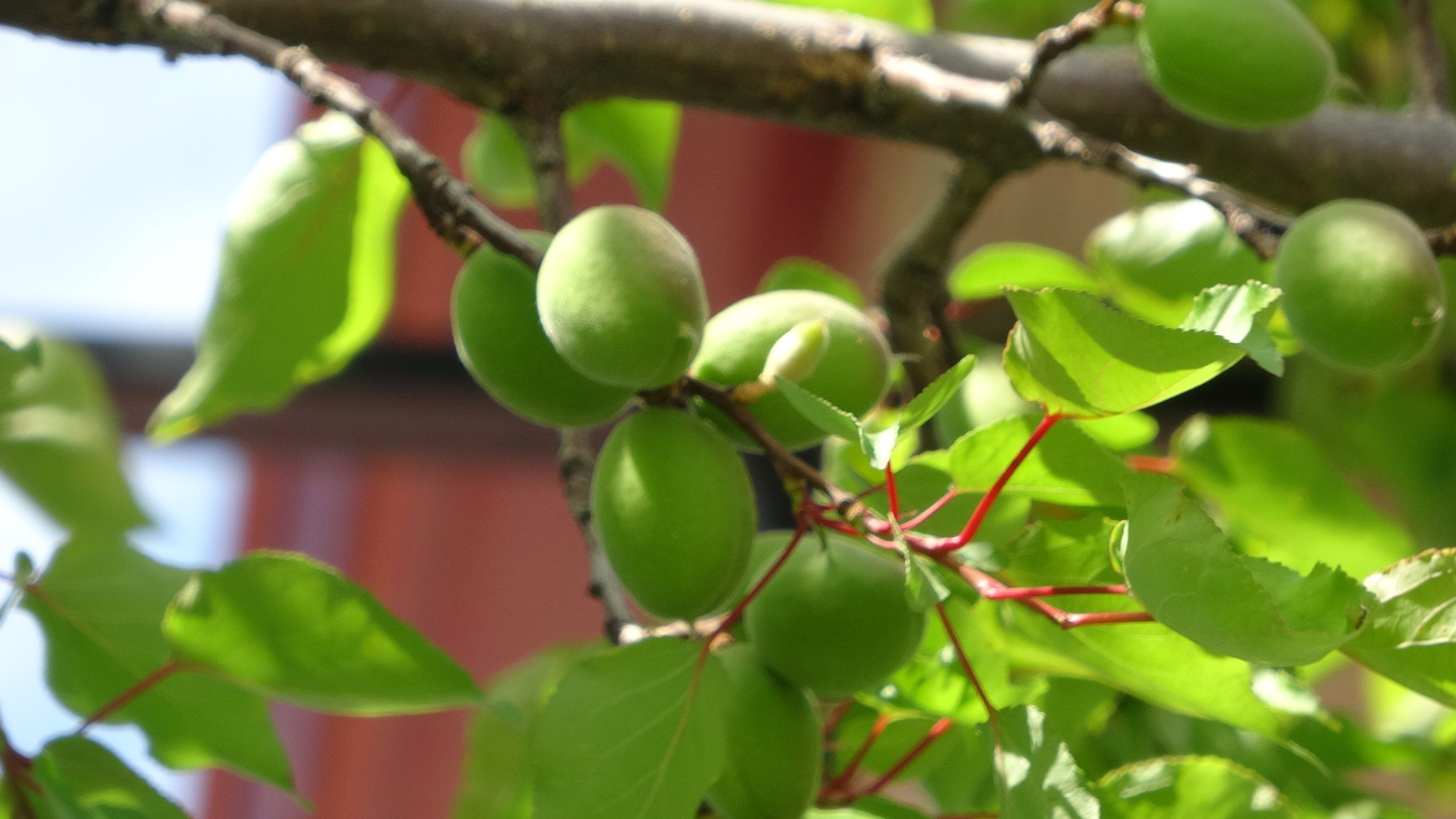 An apricot tree, Malatya, eastern Türkiye, April 23, 2025. (IHA Photo)