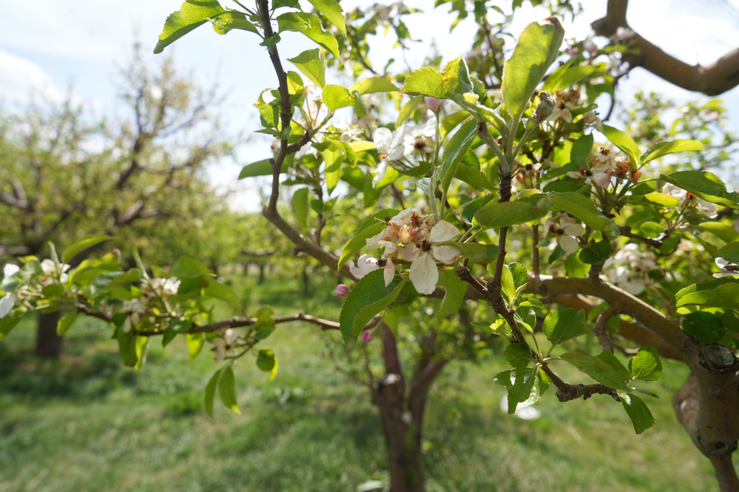 Apple trees impacted by recent frost, Niğde, central Türkiye, April 22, 2025. (IHA Photo)