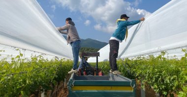Producers are photographed covering their vineyard following agricultural frost, Sarıgöl, Manisa, western Türkiye, April 25, 2025. (IHA Photo)