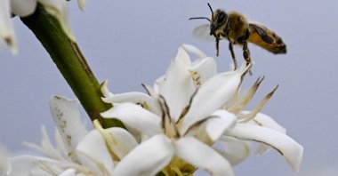 A bee flies next to coffee flowers in Caracas, Venezuela, May 3, 2025. (AFP Photo)
