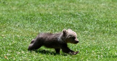 The 3-month-old bear cub &quot;Boncuk&quot; runs on the grass at Gaziantep Wildlife Park, Gaziantep, Türkiye, May 18, 2025. (AA Photo)