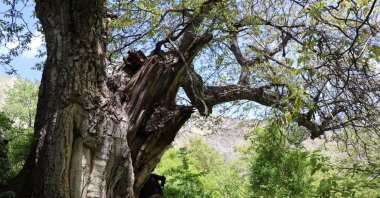 A centuries-old walnut tree, known locally as the “Imam’s Tree,” stands tall and fruitful, Erzurum, Türkiye, May 21, 2025. (IHA Photo)