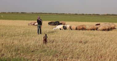 A shepherd stands with his sheep in a wheat field in the Aleppo countryside, Syria, May 8, 2025. (Reuters Photo)