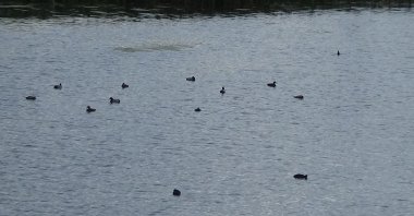 Birdwatchers observe a variety of bird species thriving in the wetland habitats of Lake Van basin, Türkiye, May 22, 2025. (IHA Photo) 