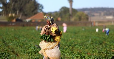 A farm worker is seen at a farm in Johannesburg, South Africa, May 21, 2025. (Reuters Photo)