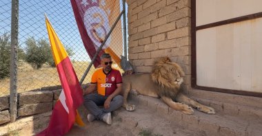 Ahmet Akbey poses with one of his pet lions and a Galatasaray flag, Duhok, Iraq, May 25, 2025. (IHA Photo)