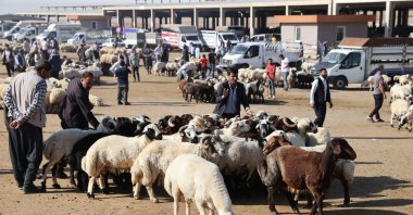 Movement increases in animal markets before Eid al-Adha in one of Türkiye’s leading livestock centers, Şanlıurfa, Türkiye, May 25, 2025. (AA Photo) 