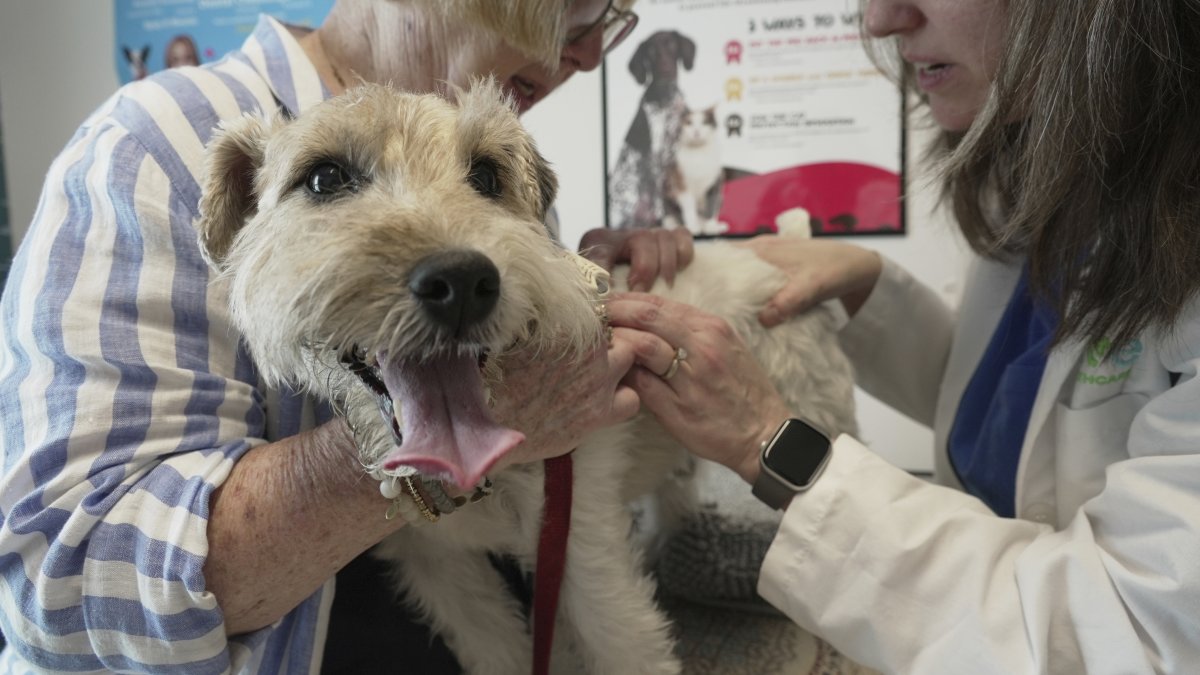 Dr. Karen Woodard checks for fleas and ticks on Gail Friedman&#039;s allergy-prone dog, Mr. Friedman, Elmhurst, U.S., May 13, 2025. (AP Photo)